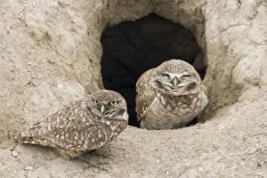 <b class=qtipBold><figcaption>Burrowing Owls at Nest Entrance</figcaption></b><br><em>© Ken Archer / DanitaDelimont.com</em> Burrowing Owls at Nest Entrance