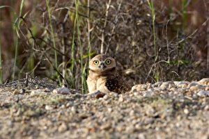 Burrowing owls peaking out of there homes in the ground in Idaho Burrowing owls peaking out of there homes in the ground in Idaho