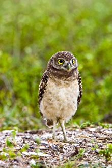 Burrowing owls are a popular site on Marco Island, Florida where they excavate Burrowing owls are a popular site on Marco Island, Florida where they excavate