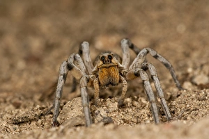 Burrowing Wolf Spider Geolycosa sp. Southern Arizona Burrowing Wolf Spider Geolycosa sp. Southern Arizona