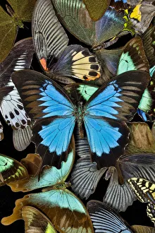 Butterflies grouped together to make pattern with mountain blue swallowtail, Sammamish Butterflies grouped together to make pattern with mountain blue swallowtail, Sammamish