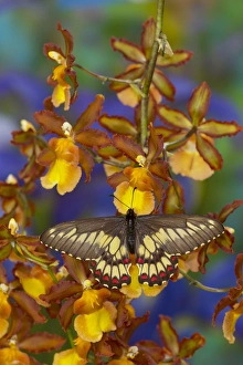 Butterfly Eurytides corethus in the Papilionidae family Butterfly Eurytides corethus in the Papilionidae family