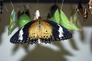 Images Dated 28th April 2012: The Butterfly Farm, Quartier d Orleans, St. Martin