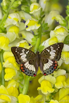 Butterfly female Euthalia adonia adonia in the Nymphalidae family Butterfly female Euthalia adonia adonia in the Nymphalidae family