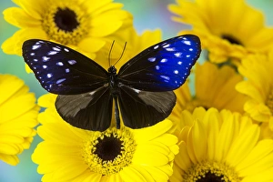 Butterfly the Striped Blue Crow, Euphoea mulcider Butterfly the Striped Blue Crow, Euphoea mulcider