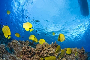 Butterflyfish, Molokini Crater (Bird Sanctuary), South Maui, Hawaii, USA Butterflyfish, Molokini Crater (Bird Sanctuary), South Maui, Hawaii, USA