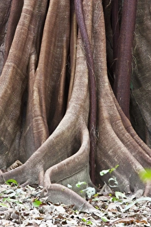 Buttress Root and trunk detail of a Ceiba Tree (Ceiba pentandra) in Corcovado National Park Buttress Root and trunk detail of a Ceiba Tree (Ceiba pentandra) in Corcovado National Park