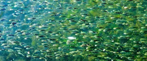 Buzzards Bay, Dartmouth, Massachusetts. Millions of pogy fish swarm together next to Buzzards Bay, Dartmouth, Massachusetts. Millions of pogy fish swarm together next to