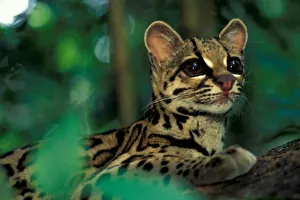 CA, Central Panama, Soberania NP, Margay (Leopardus weidi) portrait CA, Central Panama, Soberania NP, Margay (Leopardus weidi) portrait