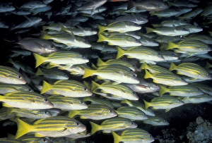 CA, Costa Rica, Cocos Island Bluestripe snapper (Lutjanos kasmira) CA, Costa Rica, Cocos Island Bluestripe snapper (Lutjanos kasmira)