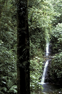 CA, Costa Rica, Monteverde Cloud Forest Reserve Landscape CA, Costa Rica, Monteverde Cloud Forest Reserve Landscape