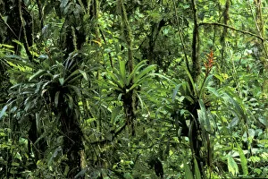 Images Dated 13th April 2004: CA, Costa Rica, Parque National Braulio Carillo, La Selva Biological Station