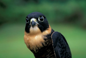 CA, Panama, Barro Colorado Island bat falcon portrait (Falco rufigularis) CA, Panama, Barro Colorado Island bat falcon portrait (Falco rufigularis)
