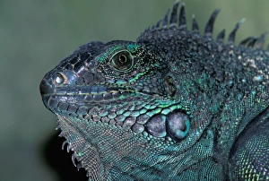 CA, Panama, Barro Colorado Island female Green Iguana portrait (Iguana iguana) CA, Panama, Barro Colorado Island female Green Iguana portrait (Iguana iguana)