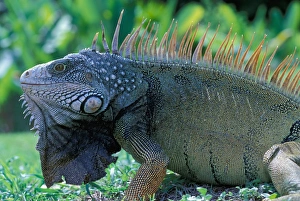 CA, Panama, Barro Colorado Island male Green Iguana portrait (Iguana iguana) CA, Panama, Barro Colorado Island male Green Iguana portrait (Iguana iguana)