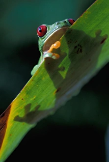 CA, Panama, Barro Colorado Island red eyed tree frog (Agalychnis callidryas) on leaf CA, Panama, Barro Colorado Island red eyed tree frog (Agalychnis callidryas) on leaf