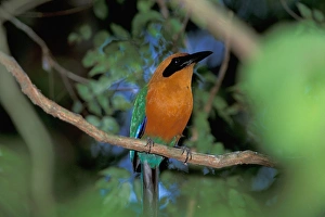 CA, Panama, Barro Colorado Island Roufous Motmot (Baryphthengus martii) CA, Panama, Barro Colorado Island Roufous Motmot (Baryphthengus martii)
