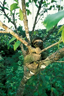 CA, Panama, Barro Colorado Island three-toed sloth seen in canopy (Bradypus variegatus) CA, Panama, Barro Colorado Island three-toed sloth seen in canopy (Bradypus variegatus)