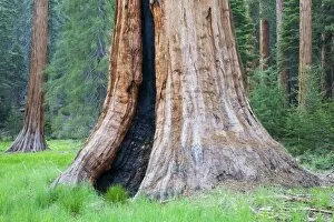 Round Meadow Gallery: CA, Sequoia NP, Round Meadow, Giant Sequoia trees along Big Trees Trail