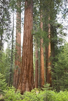 CA, Yosemite NP, Sequoia trees at Mariposa Grove CA, Yosemite NP, Sequoia trees at Mariposa Grove