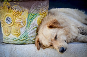 Cabo Pulmo, Mexico, Dog siesta with painted clay pot. MR Cabo Pulmo, Mexico, Dog siesta with painted clay pot. MR