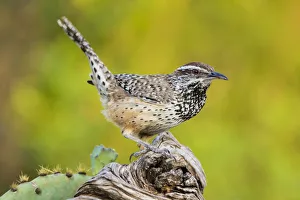 Cactus Wren (Campylorhynchus brunneidapillus) adult feeding
