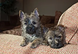 Cairn sales cross puppies