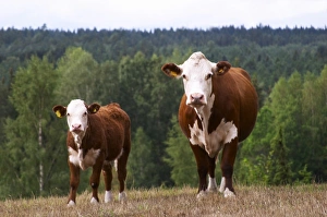 Calf Cow Brown and white Smaland region. Sweden, Europe Calf Cow Brown and white Smaland region. Sweden, Europe