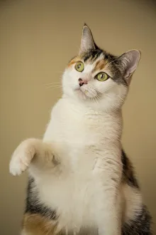 Calico cat getting ready to swat at a toy. (PR) Calico cat getting ready to swat at a toy. (PR)