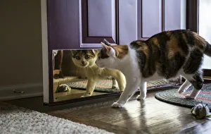 Calico cat looking at her reflection in the door. (PR) Calico cat looking at her reflection in the door. (PR)