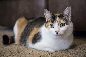 Calico cat relaxing on a carpeted floor. (PR) Calico cat relaxing on a carpeted floor. (PR)