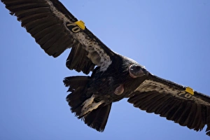 California Condor, Gymnogyps californianus, soaring overhead in Arizona, USA California Condor, Gymnogyps californianus, soaring overhead in Arizona, USA