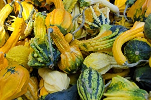 California fruit stand Autumn harvest. Ornamental Winged gourds California fruit stand Autumn harvest. Ornamental Winged gourds