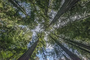 California, Humboldt Redwoods State Park, Bernard Willet and Mary Willet Grove California, Humboldt Redwoods State Park, Bernard Willet and Mary Willet Grove