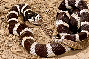 California Kingsnake eating Western Diamondback Rattler, Lampropeltis getulus/Crotalus atrox California Kingsnake eating Western Diamondback Rattler, Lampropeltis getulus/Crotalus atrox