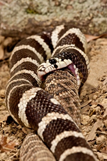 California Kingsnake eating Western Diamondback Rattler, Lampropeltis getulus/Crotalus atrox California Kingsnake eating Western Diamondback Rattler, Lampropeltis getulus/Crotalus atrox