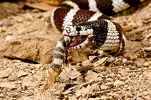 California Kingsnake eating Western Diamondback Rattler, Lampropeltis getulus/Crotalus atrox California Kingsnake eating Western Diamondback Rattler, Lampropeltis getulus/Crotalus atrox
