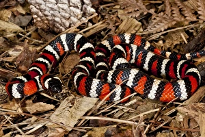 California Mountain Kingsnake Lampropeltis zonata Native to California California Mountain Kingsnake Lampropeltis zonata Native to California