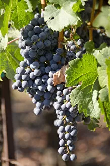 Images Dated 27th September 2012: California, Napa Valley Wine Country. Wine vineyard, Fall crush season'