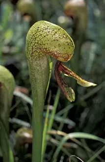 Images Dated 23rd February 2004: California pitcher plant (Darlingtonia californica)