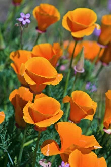 Images Dated 30th April 2010: California Poppies (Eschscholzia californica), Antelope Valley, California USA