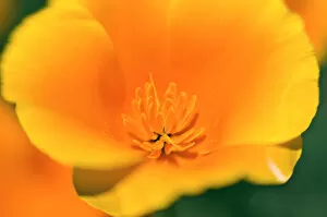 Images Dated 30th April 2010: California Poppy detail (Eschscholzia californica), Antelope Valley, California USA