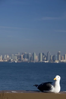 California, San Diego. View of downtown San Diego California, San Diego. View of downtown San Diego
