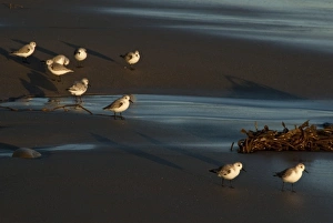 California, Santa Barbara, Montecito, Butterfly Beach, Sanderlings California, Santa Barbara, Montecito, Butterfly Beach, Sanderlings