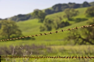 California Valley Oaks (Quercus lobata) behind a barb wire fence California Valley Oaks (Quercus lobata) behind a barb wire fence