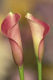 Images Dated 23rd February 2004: Calla lily (Araceae spp.)