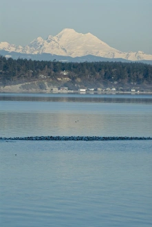 Calm Penn Cove of Whidbey Island with Mt Baker beyond. Raft of Surf Scoters (Melanitta Calm Penn Cove of Whidbey Island with Mt Baker beyond. Raft of Surf Scoters (Melanitta