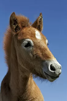 Images Dated 18th April 2012: Camargue horse foal, born dark and turn white with age, Camargue region of southern