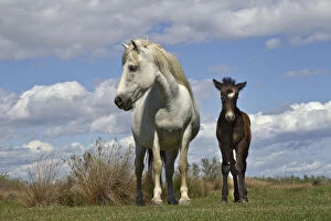 Images Dated 18th April 2012: Camargue horse foal with mother, Camargue region of southern France