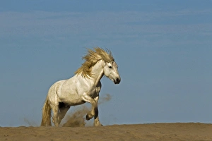 Camargue horse running over beach dune at sunrise, Camargue region of southern, France Camargue horse running over beach dune at sunrise, Camargue region of southern, France
